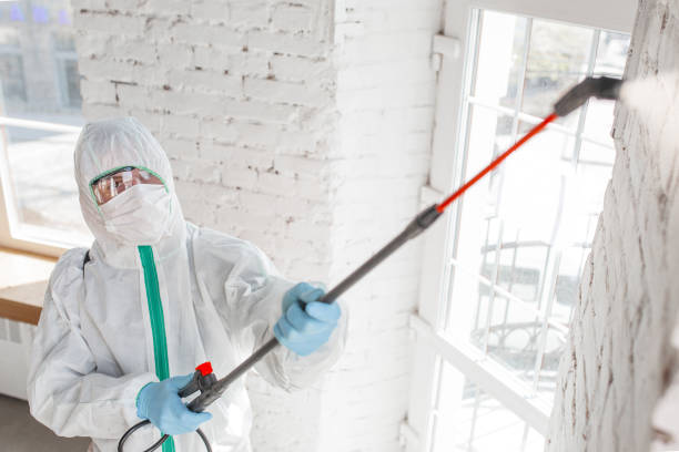 Mold Odor Removal Services in Mesa, AZ